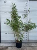 Fargesia robusta 'Campbell' (Bamboo) 10L Pot, Height 150-175cm image