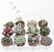 Succulent Mix 8.5cm Pot image