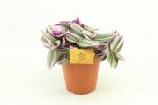 Tradescantia 'Nanouk' in 15cm Pot image