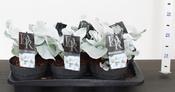 Senecio candidans 'Angel Wings' 2L Pot image