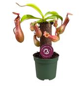 Nepenthes alata on Stem in 8.5cm Pot image