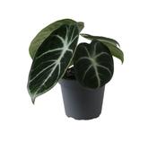 Alocasia 'Ninja' 6cm Pot image