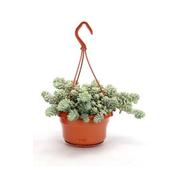 Sedum 'Burrito' (Burro's Tail) in 14cm Hanging Pot image