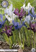 Iris reticulata Mix Bulbs 15 Pack