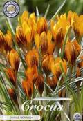 Crocus 'Orange Monarch' Bulbs 10 Pack