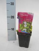Mentha aquatica (Water Mint) 9cm Pot image