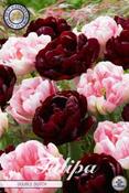 Tulipa 'Double Dutch' Tulip Bulbs 10 Pack image