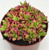 Anacampseros rufescens 8.5cm Pot image