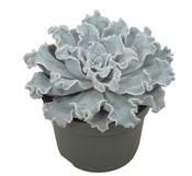 Echeveria 'Crispy Beauty' 13cm Pot image