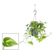 Epipremnum pinnatum (Scindapsus) 'Aureum' 18cm Hanging Pot image