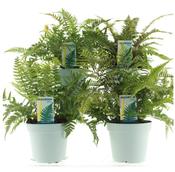 Fern Hardy Mix in 2 Litre Pot image