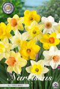 Narcissus (Daffodil) Bulb Mix 5 Pack