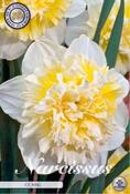 Narcissus 'Ice King' (Daffodil) Bulbs 5 Pack image