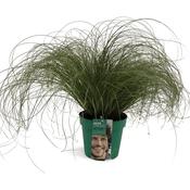 Carex comans 'Frosted Curls' (Sedge) 17cm Pot image
