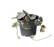 Ceropegia woodii Variegated (String of Hearts) in 6cm Pot image
