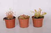 Drosera (Sundew) Mix 8.5cm Pot image