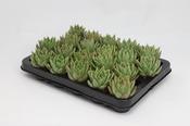 Echeveria 'Miranda' in 6cm Pot image