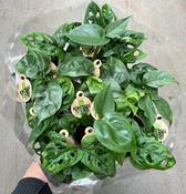 Monstera deliciosa / adansonii Mix (Non-Variegated) in 6cm Pot image