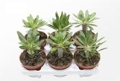 Pachypodium densiflorum 13cm Pot image