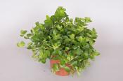 Peperomia rotundifolia 10.5cm Pot image