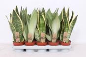 Sansevieria trifasciata Mix in 12cm Pot image