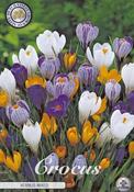 Crocus vernus Mix Bulbs 10 Pack