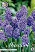 Muscari 'Artist'  (Grape Hyacinth)  Bulbs 15 Pack