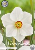 Narcissus 'Actaea' Daffodil Bulbs 5 Pack