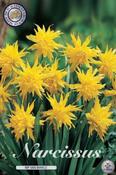 Narcissus 'Rip van Winkle' Daffodil Bulbs 7 Pack