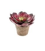 Artificial Echeveria pelusida bush d20cm burgundy in terracotta pot aged round 11cm image