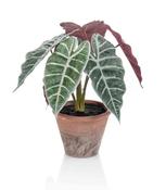 Alocasia 29cm in Terracotta Pot image