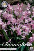 Chionodoxa 'Pink Giant' Bulbs 20 Pack