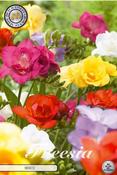 Freesia Double Mix Bulbs 15 Pack