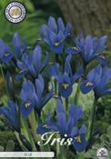Iris reticulata 'Blue' Bulbs 15 Pack image