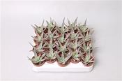 Aloe zebrina 'Dannyz' 5.5cm Pot image