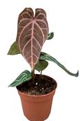 Anthurium crystallinum Red 14cm Pot image