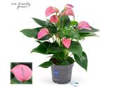 Anthurium 'Karma Joli Pink' 12cm Pot image