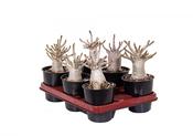 Adenium 'Ansu Baobab' 12cm Pot image