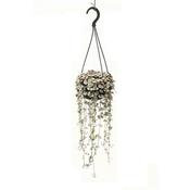 Ceropegia woodii Variegata (Variegated String of Hearts) in 14cm Hanging Pot image