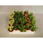 Crassula Mix 5.5cm Pot image
