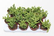 Crassula marnieriana in 8.5cm Pot image