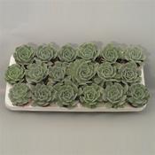 Echeveria minima 8.5cm Pot image