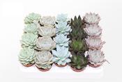 Echeveria Mix 5.5cm Pot image