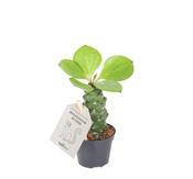 Monadenium ritchiei (Euphorbia ritchiei) 6cm Pot image