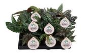 Begonia 'Wings' Mix 6cm Pot image