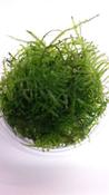 Taxiphyllum alternans (Taiwan Moss) 80cc Cup