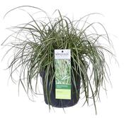Carex oshimensis 'Evergold' (Japanese Sedge) 3 Litre Pot image