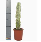 Euphorbia ingens 'Marmorata' 17cm Pot image
