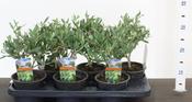 Olea europaea (Olive Tree) Bush in 14cm Pot image