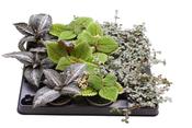 Pilea Mix in 6cm Pot image